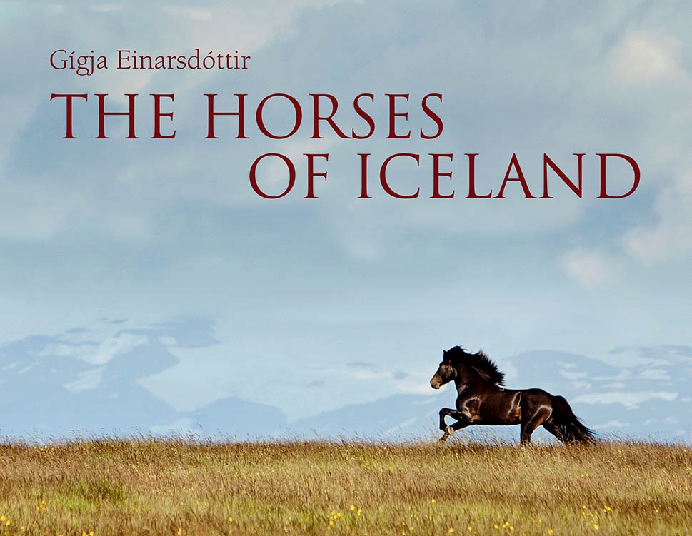 The Horses of Iceland