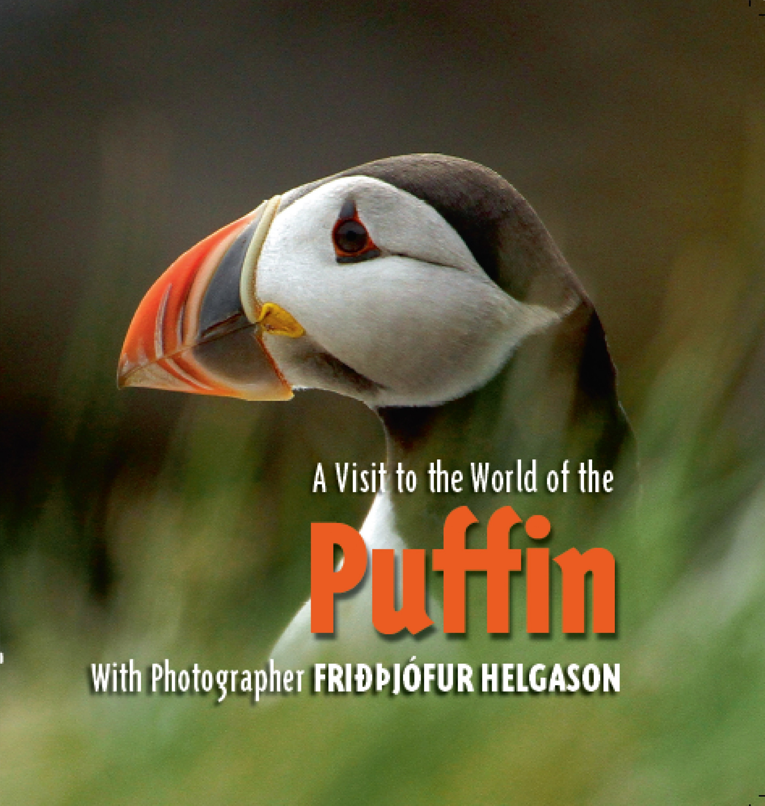 A Visit to the World of the Puffin