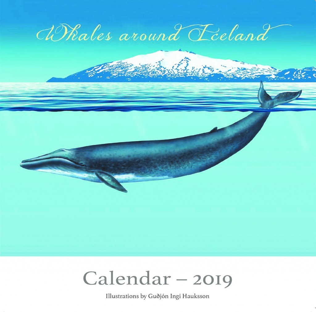 Whales around Iceland: Calendar 2019